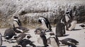 Penguin colony blackfooted in South Africa boulders beach natural habitat tourist attraction Royalty Free Stock Photo