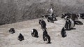 Penguin colony blackfooted in South Africa boulders beach natural habitat tourist attraction Royalty Free Stock Photo