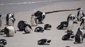 Penguin colony blackfooted in South Africa boulders beach natural habitat tourist attraction Royalty Free Stock Photo