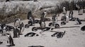 Penguin colony blackfooted in South Africa boulders beach natural habitat tourist attraction Royalty Free Stock Photo