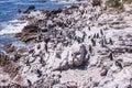 Penguin colony on Boulder`s beach near Simons town