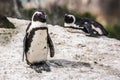 Penguin colony in Boulders beach, hosting more than 3000 penguins near Cape Town, South africa Royalty Free Stock Photo