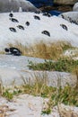 Penguin colony at Boulders Beach, Simon`s Town, South Africa Royalty Free Stock Photo