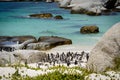 Penguin colony on Boulders Beach, South Africa Royalty Free Stock Photo