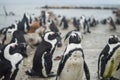 Penguin Colony in Hermanus, Garden Route, South Africa Royalty Free Stock Photo