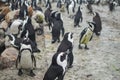 Penguin Colony in Hermanus, Garden Route, South Africa Royalty Free Stock Photo