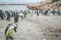 Penguin Colony in Hermanus, Garden Route, South Africa Royalty Free Stock Photo