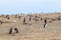 Magellan penguin colony