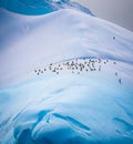 Penguin colony out of harms way, high up on snow covered mountain