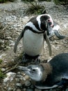 Penguin colony in Rio Gallegos