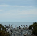 Penguin colony in Rio Gallegos Royalty Free Stock Photo