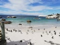 Penguin Colony South Africa Royalty Free Stock Photo