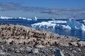 Gentoo penguins - Pygoscelis papua - on rocks, beautiful icebergs, snow on mountains, Cuverville, Antarctica