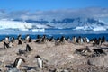 Gentoo penguins - Pygoscelis papua - on rocks, beautiful icebergs, snow on mountains, Cuverville, Antarctica