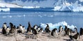 Gentoo penguins - Pygoscelis papua - with fluffy chicks on rocks, beautiful icebergs, snow on mountains, Cuverville, Antarctica