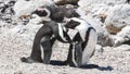 Penguin colony at Stony point of Betty\'s bay, South Africa Royalty Free Stock Photo