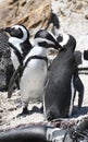 Penguin colony at Stony point of Betty\'s bay, South Africa Royalty Free Stock Photo