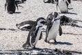 Penguin colony at Stony point of Betty\'s bay, South Africa Royalty Free Stock Photo