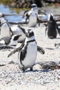 Penguin colony at Stony point of Betty\'s bay, South Africa Royalty Free Stock Photo