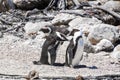 Penguin colony at Stony point of Betty\'s bay, South Africa Royalty Free Stock Photo