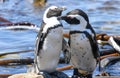 Penguin colony at Stony point of Betty\'s bay, South Africa Royalty Free Stock Photo