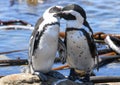 Penguin colony at Stony point of Betty\'s bay, South Africa Royalty Free Stock Photo