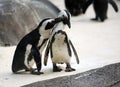 Penguin couple Royalty Free Stock Photo