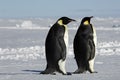 Penguin couple Royalty Free Stock Photo