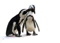 Penguin couple Royalty Free Stock Photo