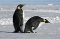 Penguin couple Royalty Free Stock Photo