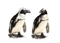 Penguin couple Royalty Free Stock Photo