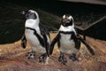 Penguin Couple Royalty Free Stock Photo