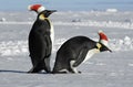 Penguin couple on Christmas