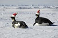 Penguin couple at Christmas day Royalty Free Stock Photo