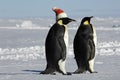 Penguin couple on Xmas Royalty Free Stock Photo