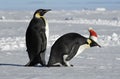 Penguin couple on Xmas Royalty Free Stock Photo