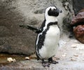 Penguin Crossing Guard at the Memphis Zoo.