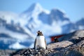 Penguins - gentoo penguin - Pygoscelis papua - penguin with chick at Petermann Island with snwocapped mountain in back, Antarctica Royalty Free Stock Photo