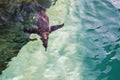 Penguin dive. Humboldt penguin close-up is swimming in water underwater photo, in green tones Royalty Free Stock Photo