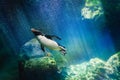 Penguin diving Royalty Free Stock Photo