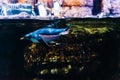 Penguin diving into a tank in the pool where he lives, seen through the glass Royalty Free Stock Photo