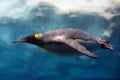 Penguin diving under ice, underwater photography. Royalty Free Stock Photo