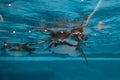 Penguin diving under water,