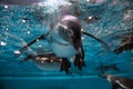 Penguin diving under water,