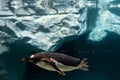 Penguin diving underwater in aquarium