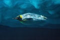 Penguin diving underwater, underwater view.