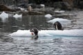 Penguin drinks water standing on a piece of ice with rocky shore on the background