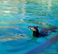 Penguin eating fish whilst swimming in a local pool during a spring afternoon Royalty Free Stock Photo