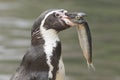 Penguin is eating a large fish