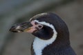 Penguin face close up Royalty Free Stock Photo